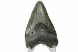 Juvenile Megalodon Tooth - South Carolina #170455-1